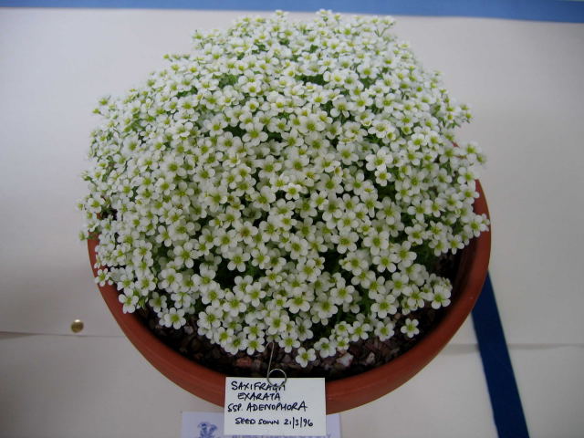 Saxifraga exarata ssp adenophora