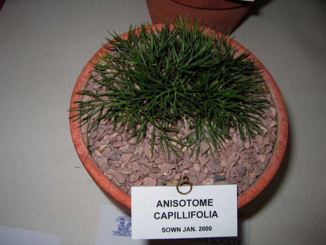 Anisitome capillifolia