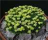 Dionysia diapensifolia SLIZE 253