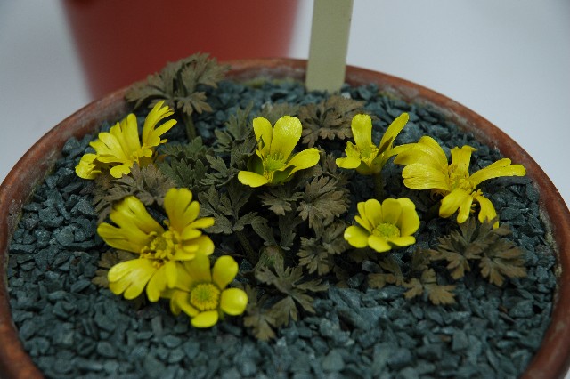 Ranunculus crithmifolius