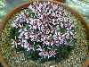 Cyclamen parviflorum ssp. alpinum