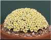 Dionysia curviflora x tapetodes MK 9109/4