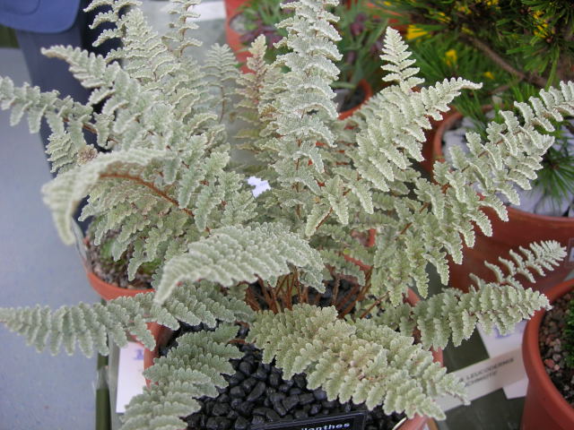 Cheilanthes Eatonii