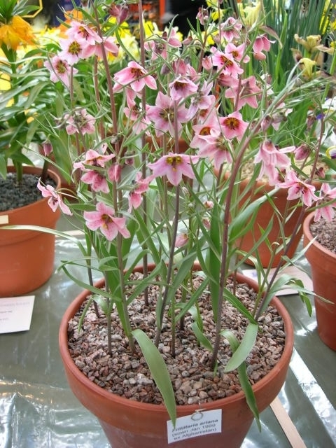 Fritillaria ariana