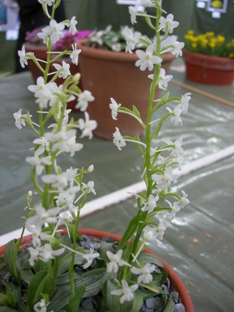 Orchis quadripunctata var. albiflora