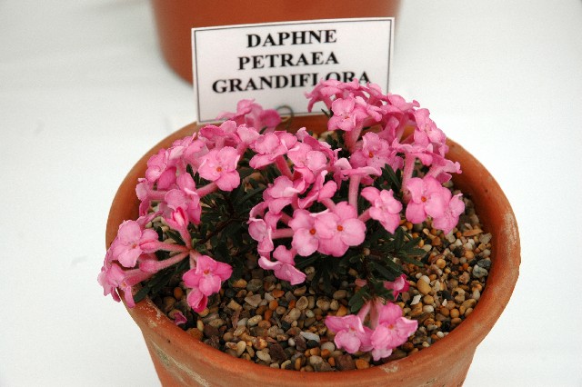 Daphne petraea 'Grandiflora'