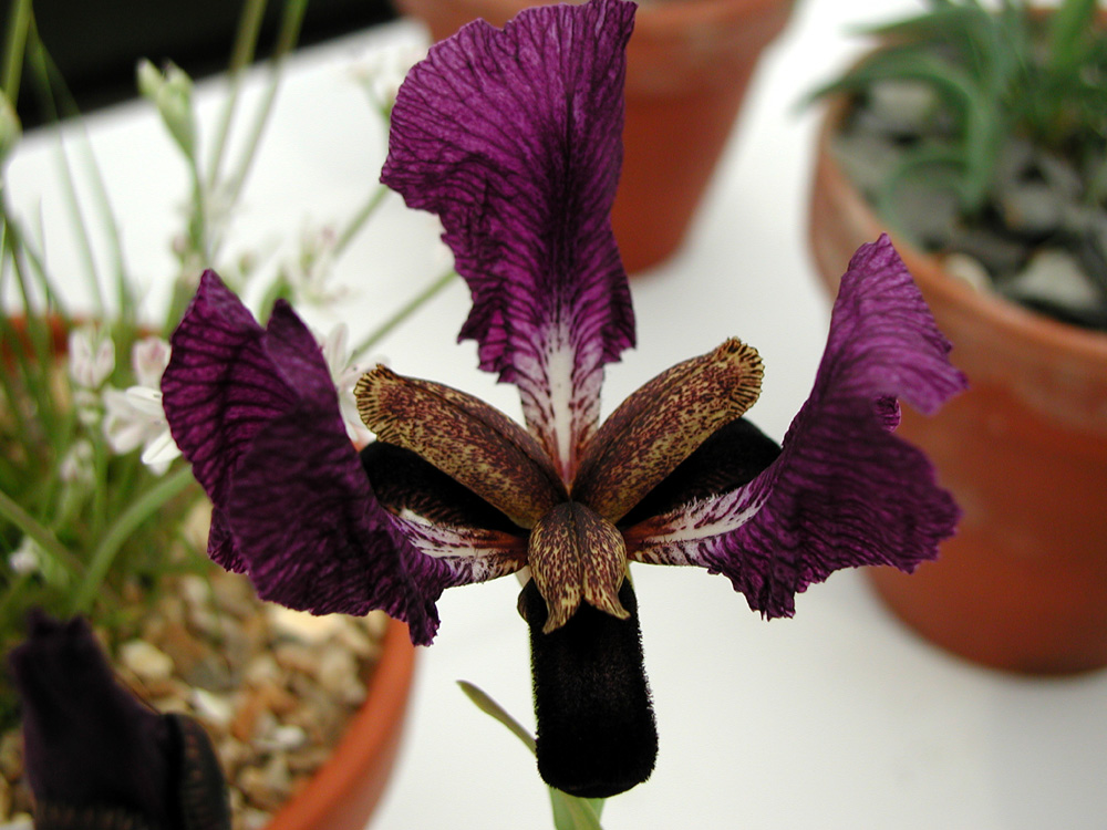 Iris paradoxa