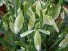 Galanthus virescens