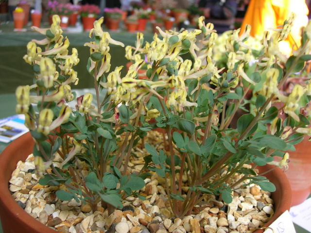Corydalis persica x firouzii