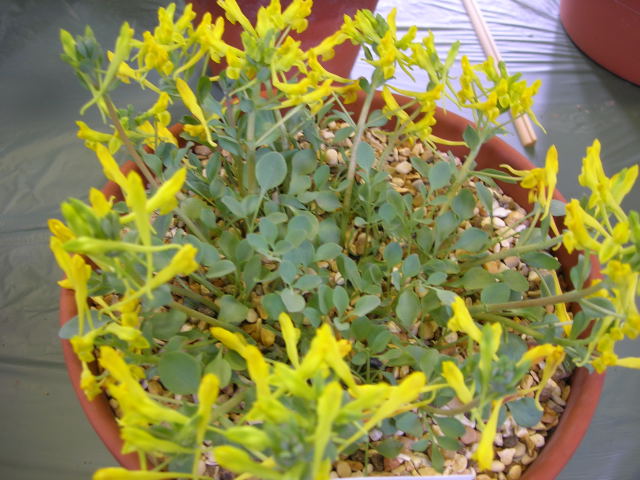 Corydalis aitchisonii ssp aitchisonii
