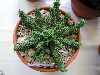Euphorbia clavaroides truncata