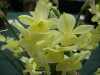 Narcissus triandrus x rupicola