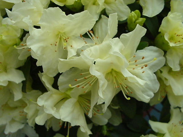 Rhododendron 'Patty Bee'