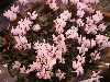 Cyclamen graecum ssp candicum