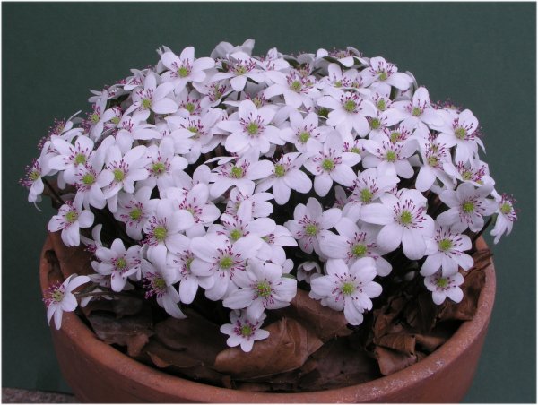 Hepatica nobilis var. japonica