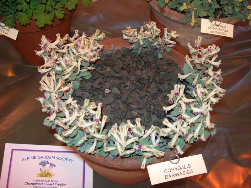 Corydalis darwasica