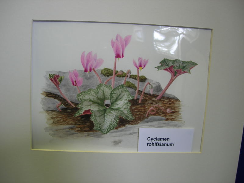 Cyclamen rohlfsianum, painting
