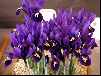 Iris reticulata 'Violet Beauty'