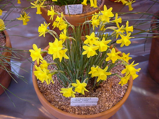 Narcissus 'Jim Lad'