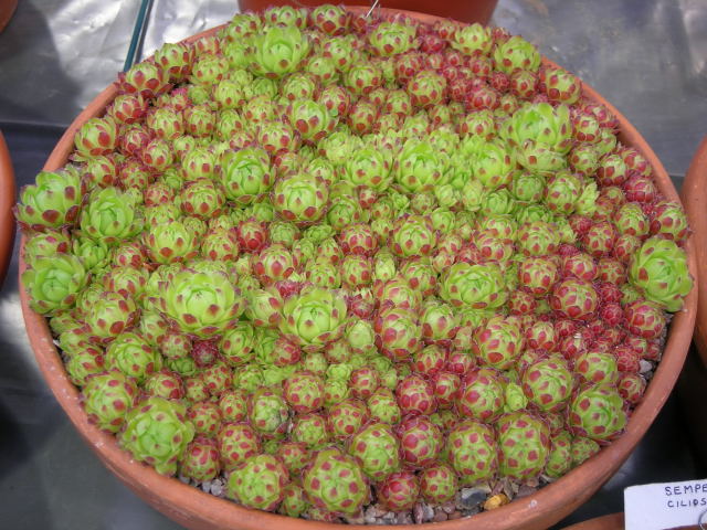 Sempervivum atlanticum 'Balls Form'