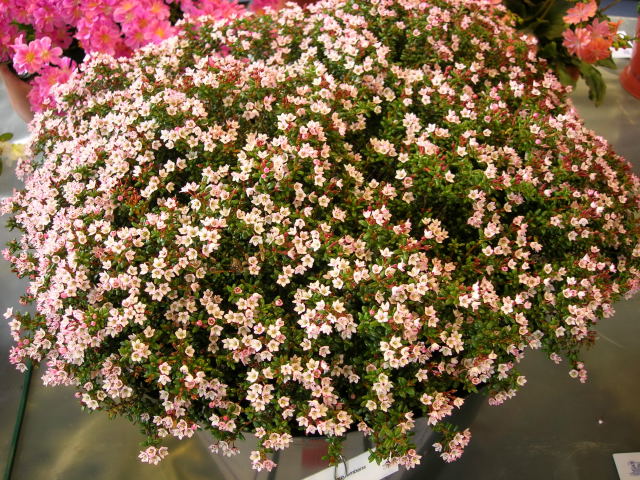 Loisleuria procumbens