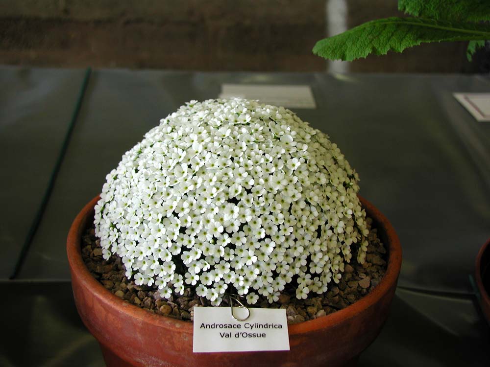 Androsace cylindrica 'Val d`Ossue'