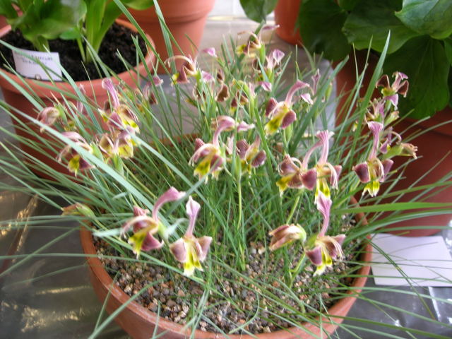 Gladiolus uysiae