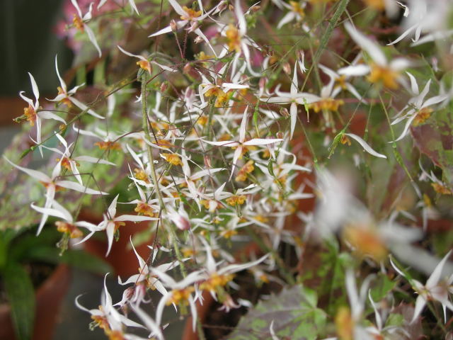Epimedium pubescens
