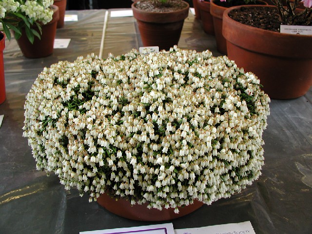 Cassiope lycopodioides 'Beatrice Lilley'