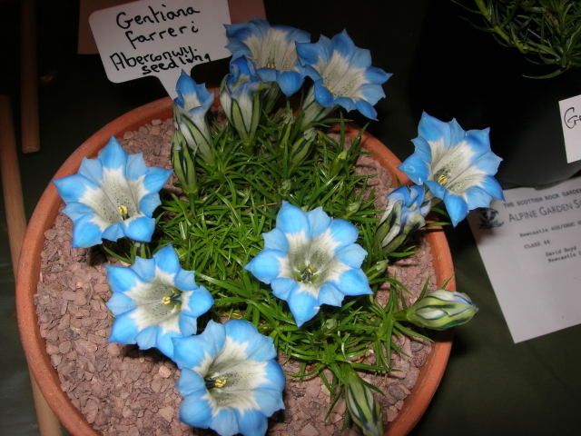 Gentiana farreri seedling