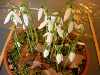 Galanthus reginae-olgae 'Cambridge'