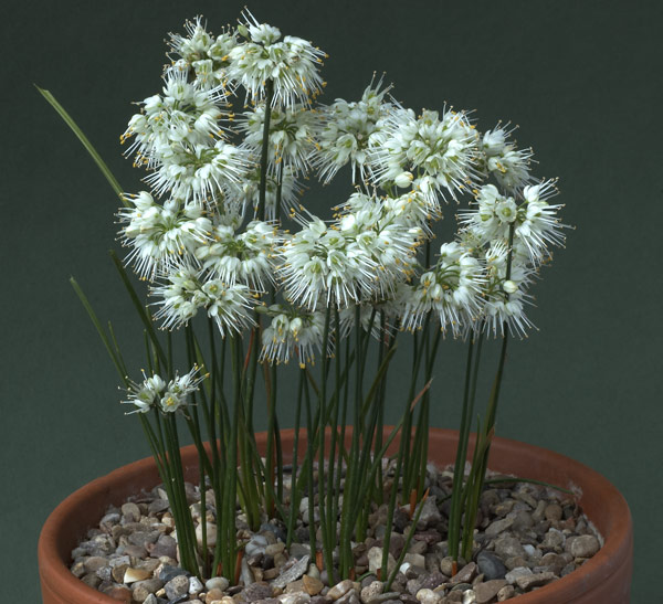 Allium thunbergii album