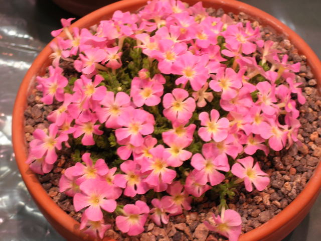 Ourisia bitternensis 'Cliftonville Pink'