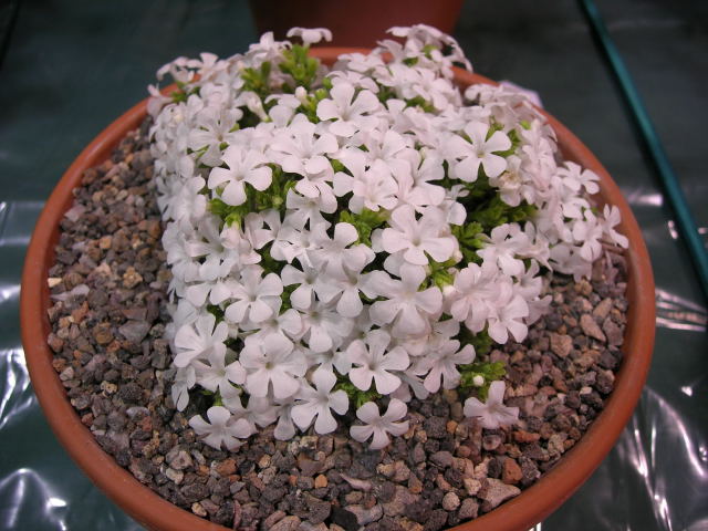 Ourisia microphylla 'Alba'