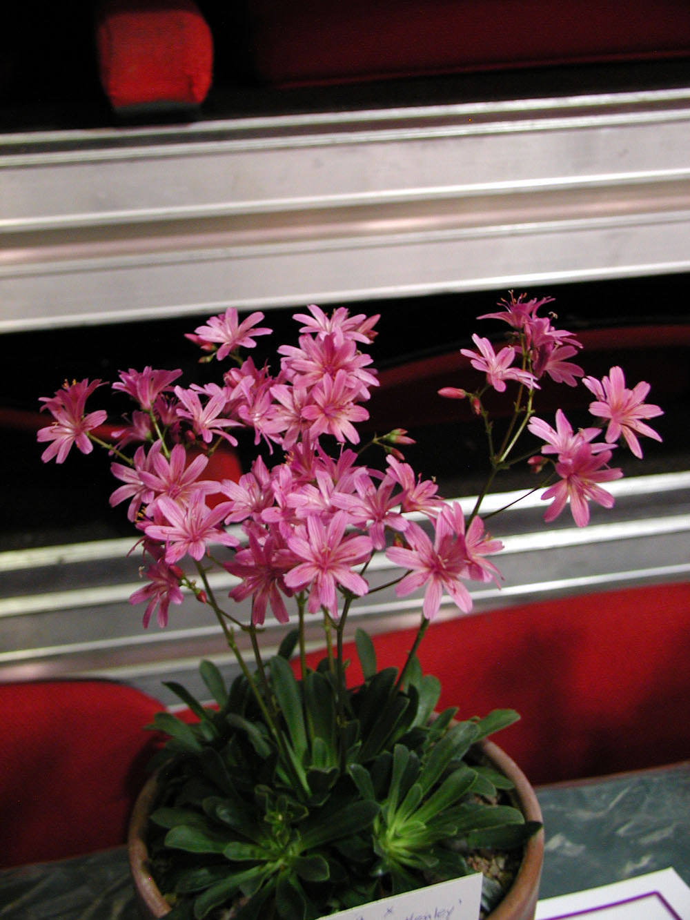 Lewisia 'George Henley'