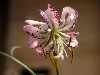 Lilium aff lankogense