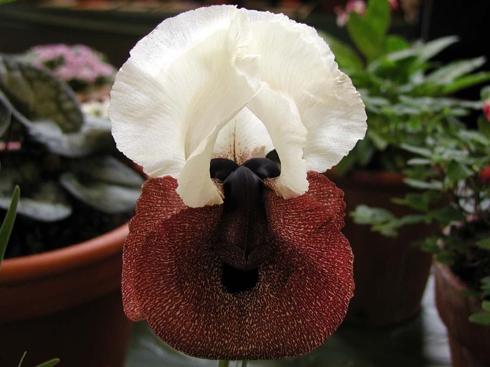 Iris iberica elegantissima