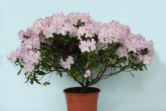 Rhododendron 'Snipe'