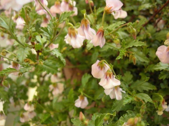Hermannia coccocarpa