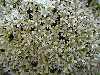 Arenaria hookerii ssp desertorum