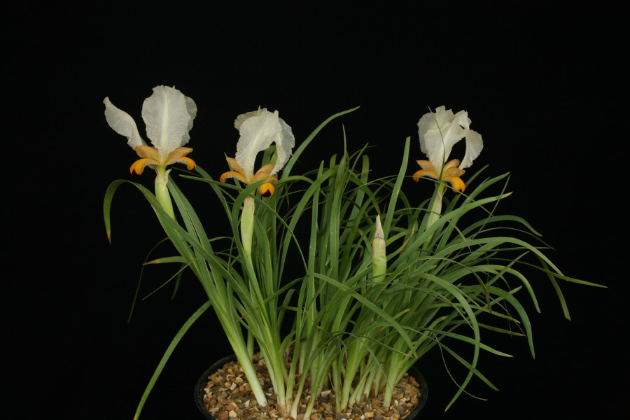 Iris paradoxa mirabilis