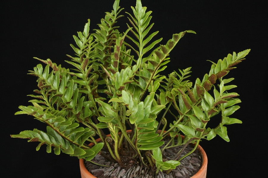 Asplenium obtusatum ssp. obtusatum