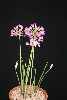 Allium peninsulare