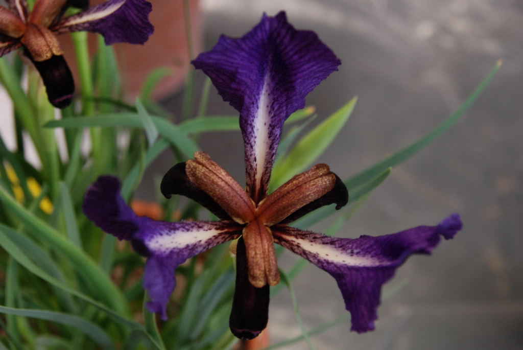 Iris paradoxa x Iris paradoxa f choschab