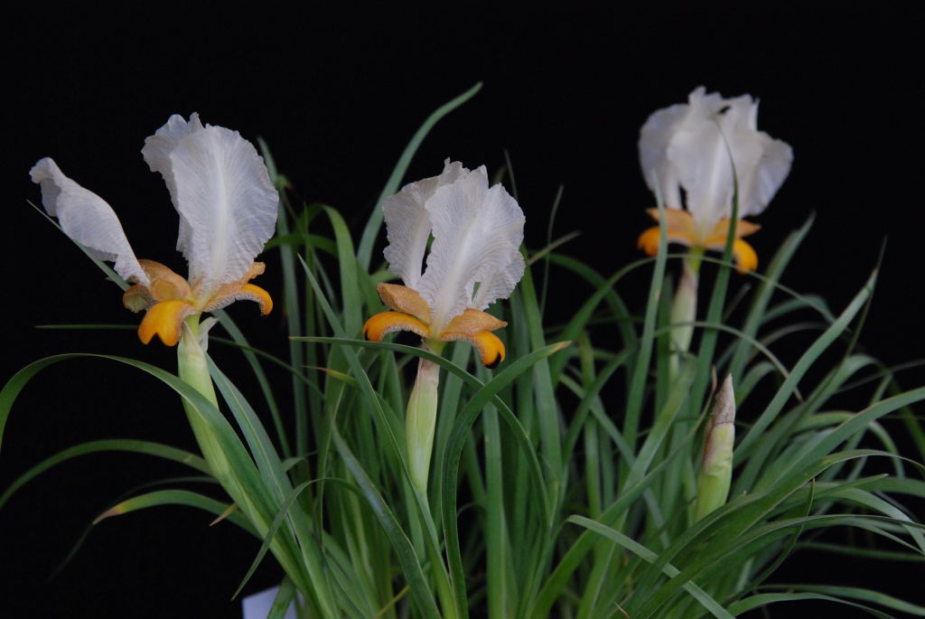 Iris paradoxa mirabilis