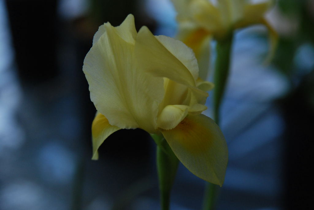 Iris barnumae ssp barnumae f.usumiensis