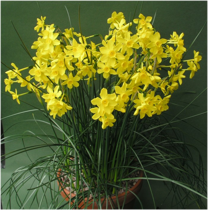 Narcissus jonquilla var henriquesii