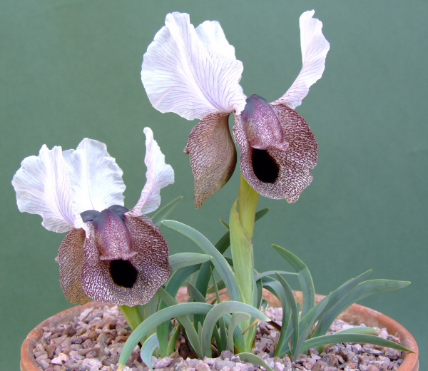 Iris iberica iberica