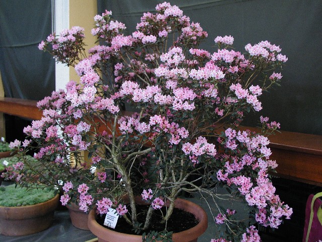 Rhododendron primulaflorum