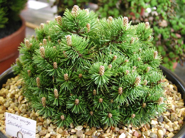 Pinus mugo 'Sturley�s Dapster'
